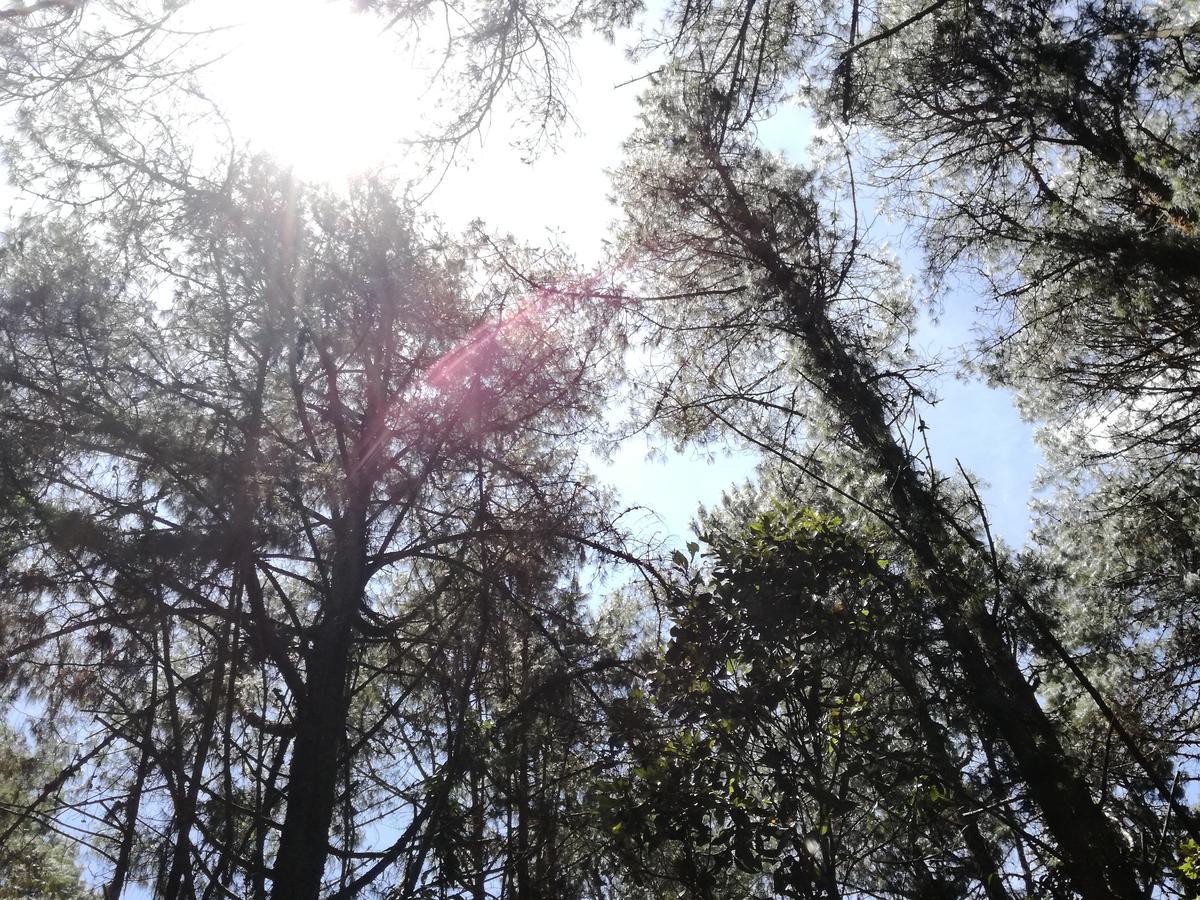 Al Bosque Hostel & Glamping 圣埃伦娜 外观 照片
